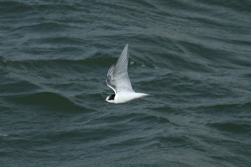 Arctic Tern by Mick Dryden