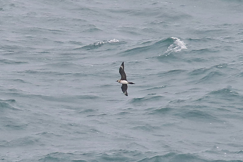 Arctic Skua by Mick Dryden