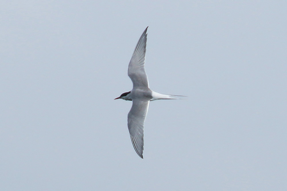 Arctic Tern by Mick Dryden