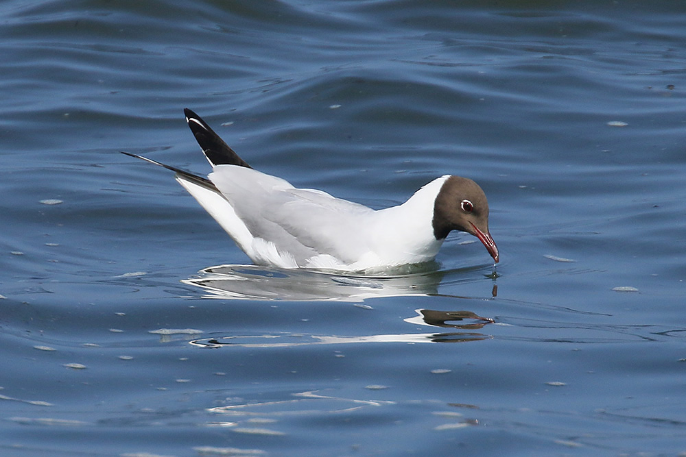 Black-headed Gull by Mick Dryden