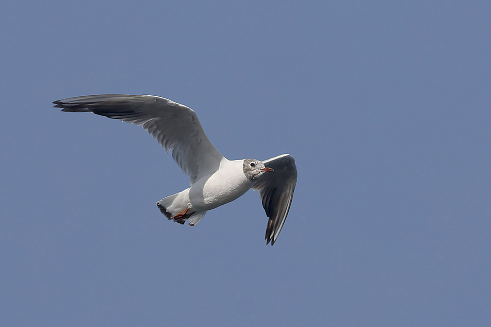 Black headed Gull by Mick Dryden