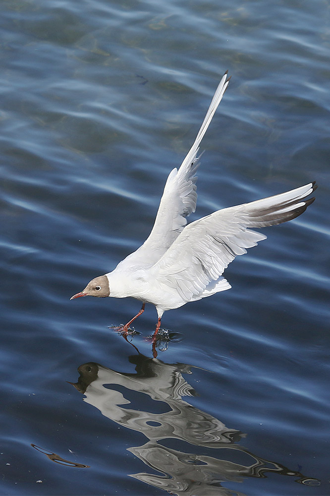 Black headed Gull by Mick Dryden