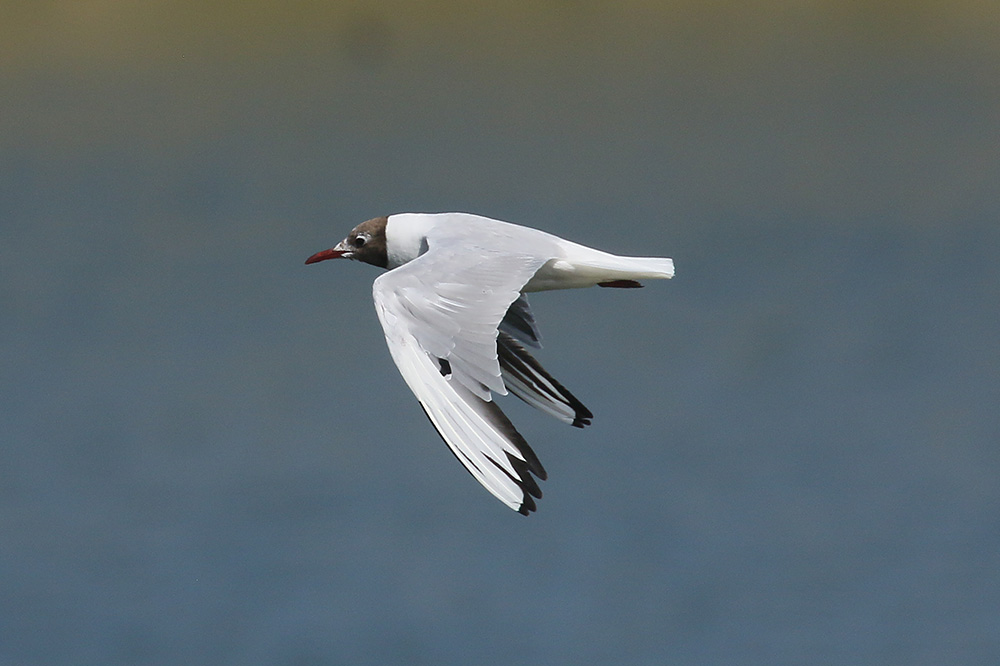 Black-headed Gull by Mick Dryden