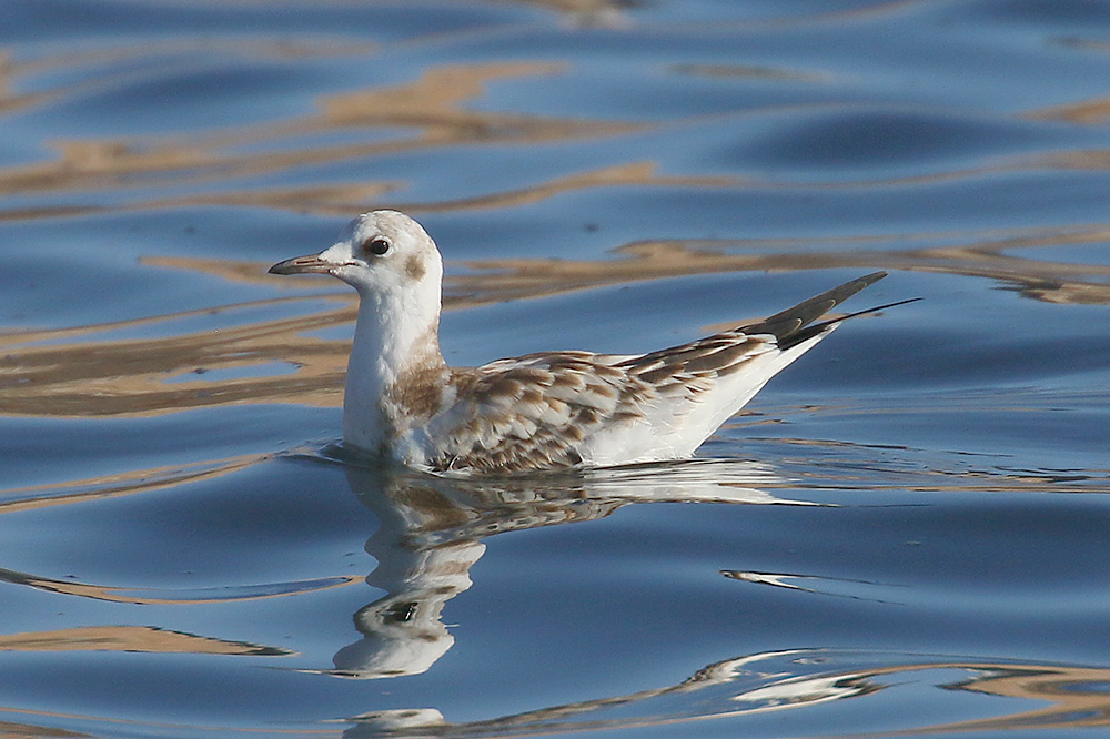 Black-headed Gull by Mick Dryden