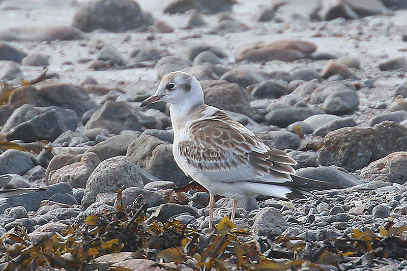 Black headed Gull by Mick Dryden