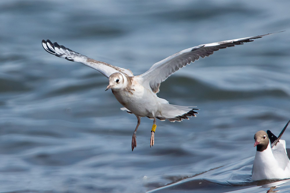 Black-headed Gull by Romano da Costa