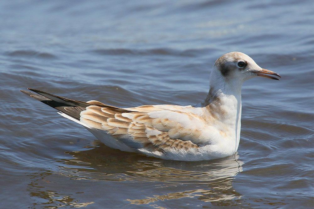 Black-headed Gull by Mick Dryden