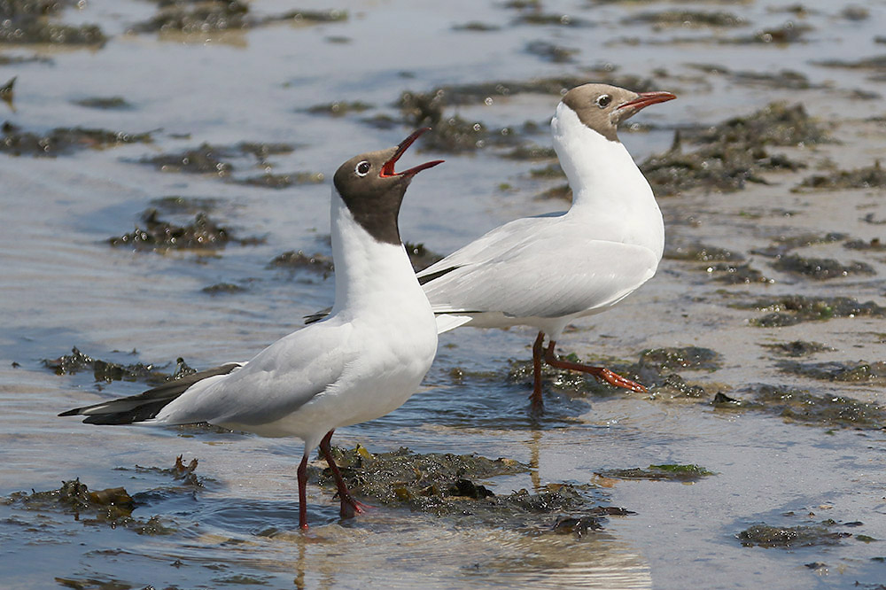 Black-headed Gull by Mick Dryden