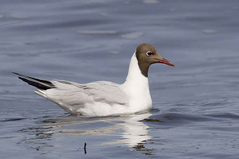 Black headed Gull by Mick Dryden