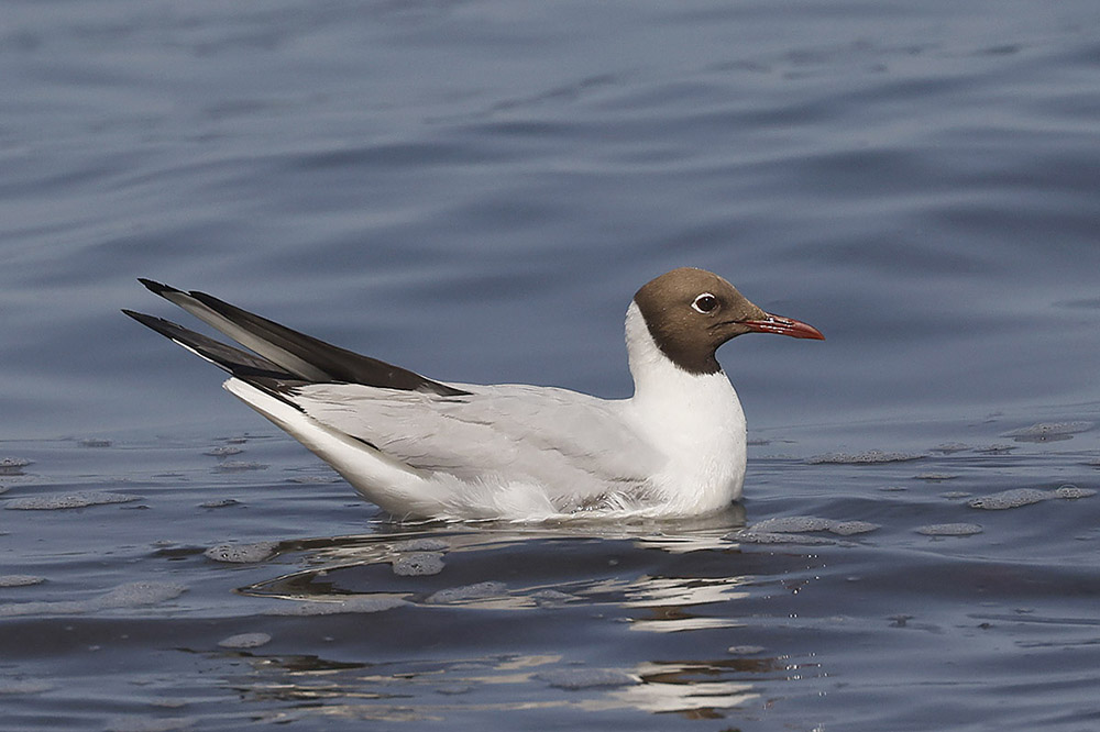 Black headed Gull by Mick Dryden