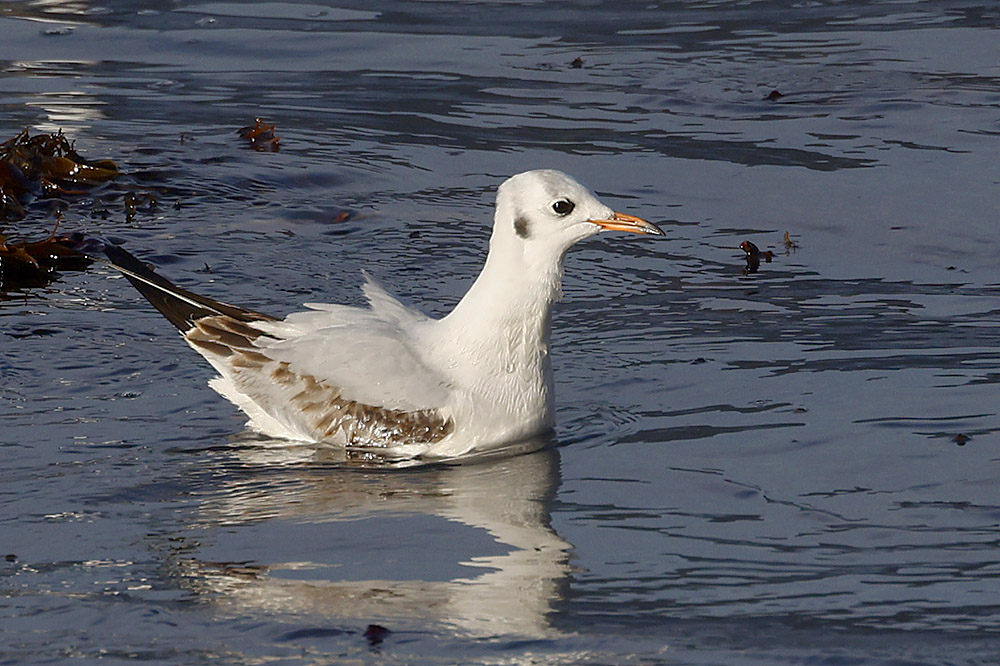 Black headed Gull by Mick Dryden