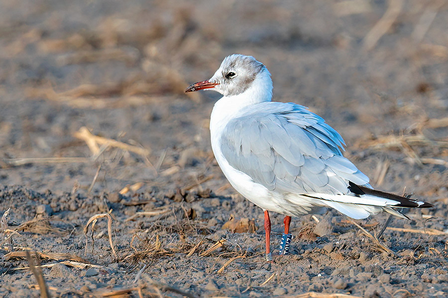 Black-headed Gull by Romano da Costa