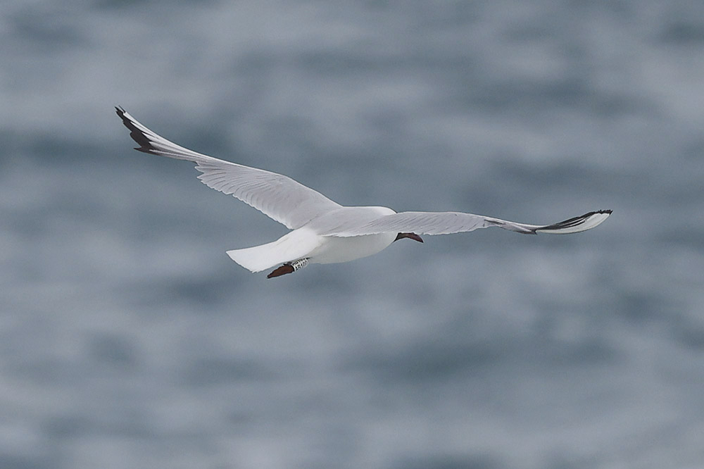 Black headed Gull by Mick Dryden