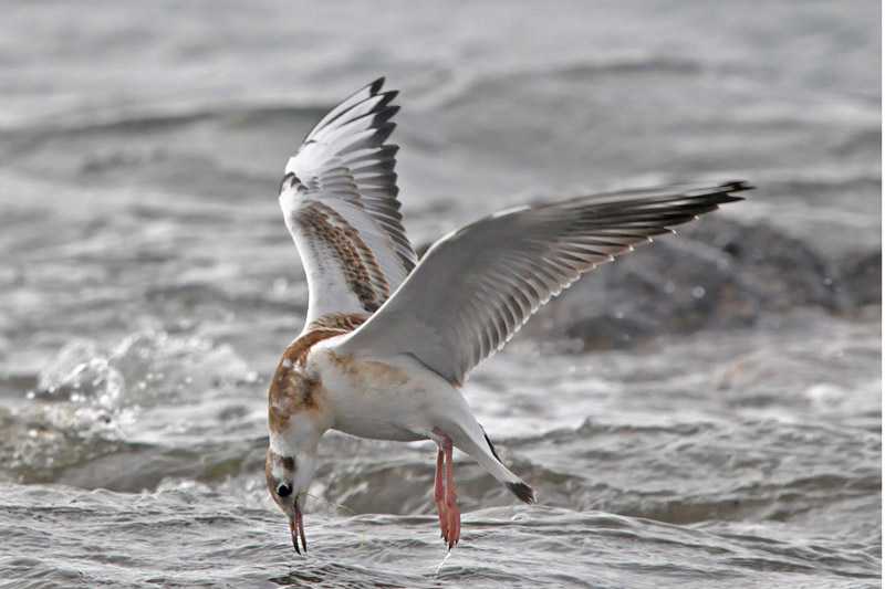 Black-headed Gull by Romano da Costa