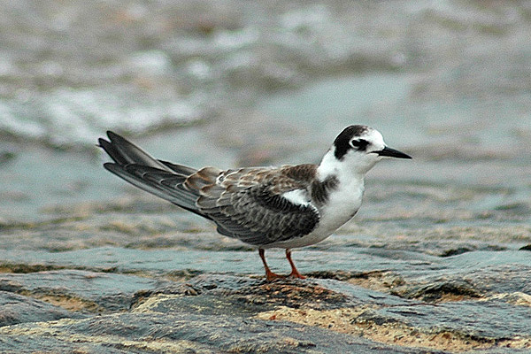 Black Tern by Romano da Costa