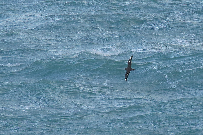 Great Skua by Mick Dryden