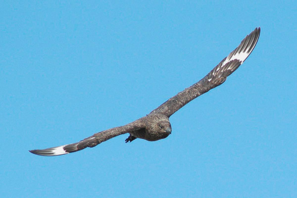 Great Skua by John Arrowsmith