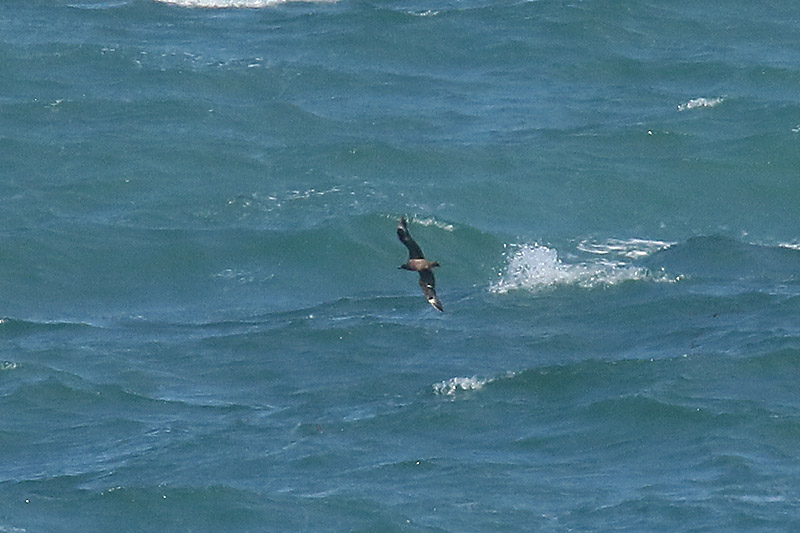 Great Skua by Mick Dryden