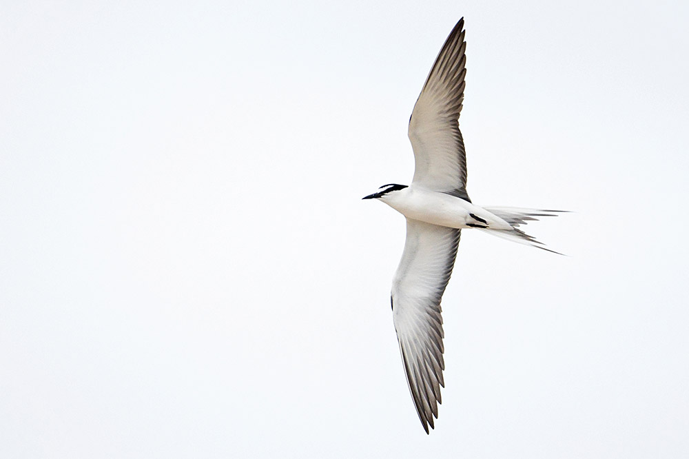 Bridled Tern by Romano da Costa