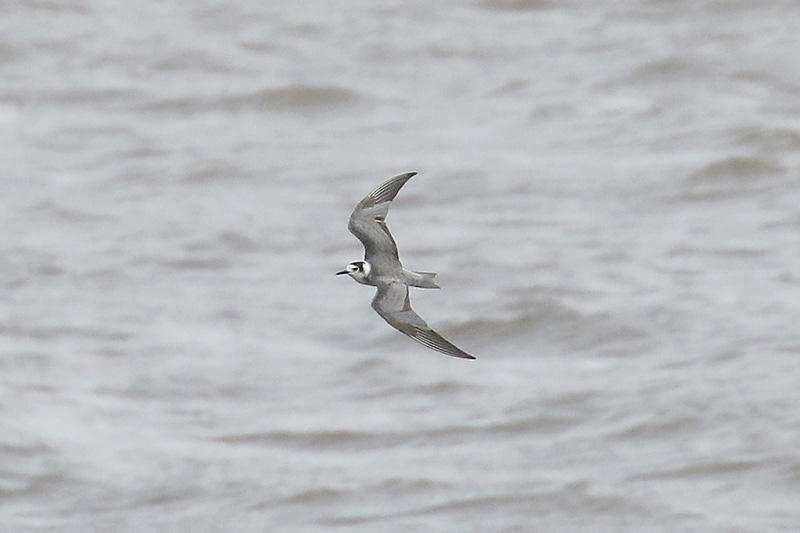 Black Tern by Mick Dryden