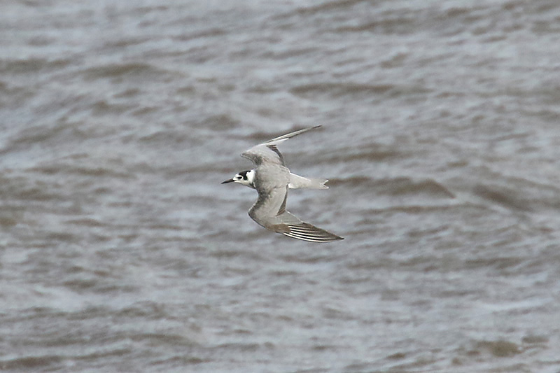 Black Tern by Mick Dryden