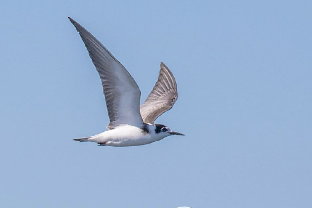 Black Tern by John Ovenden