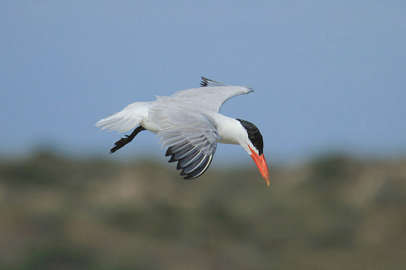 Caspian Tern by Mick Dryden