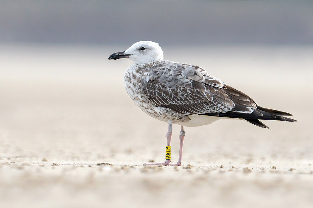 Caspian Gull by Romano da Costa