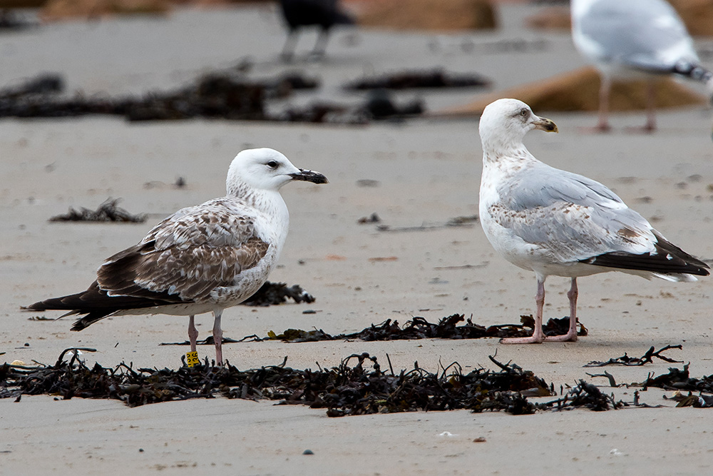 Caspian Gull by Romano da Costa