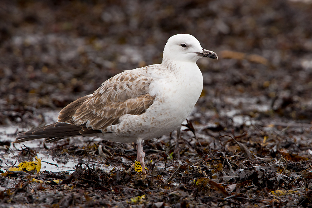 Caspian Gull by Romano da Costa