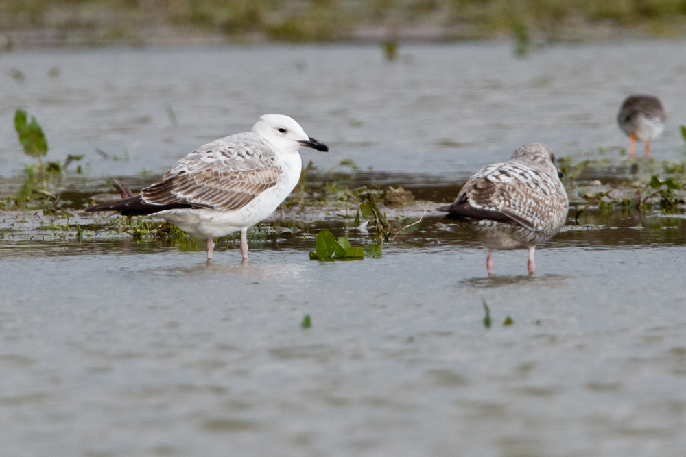 Caspian Gull by Romano da Costa