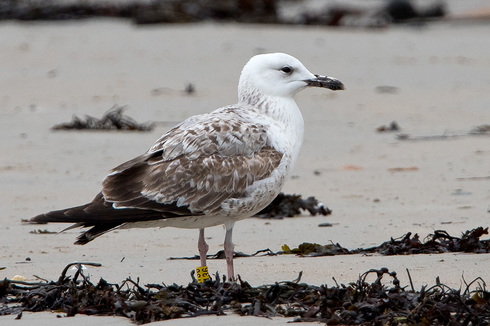 Caspian Gull by Romano da Costa