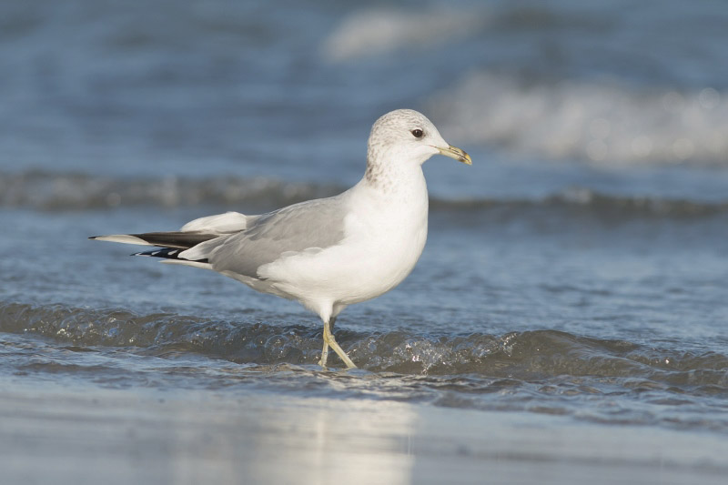 Common Gull by Trevor Biddle