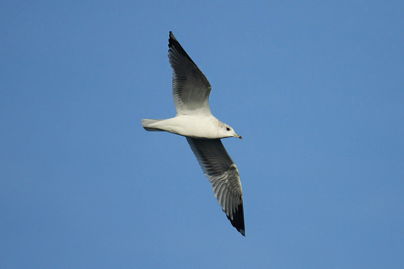 Common Gull by Mick Dryden
