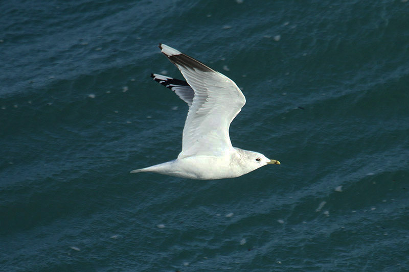 Common Gull by Mick Dryden