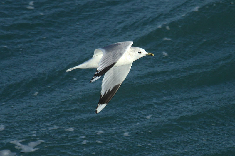 Common Gull by Mick Dryden