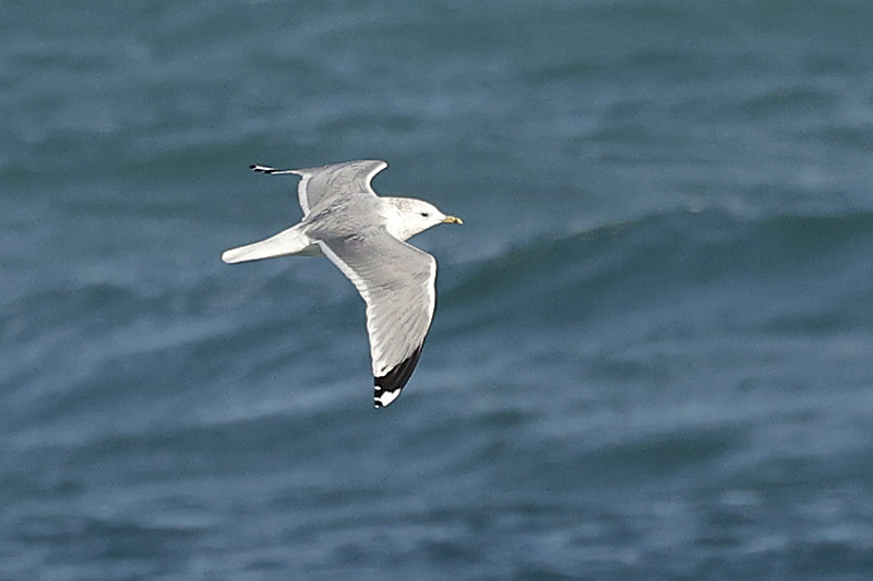 Common Gull by Mick Dryden