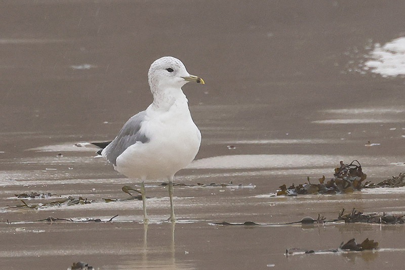 Common Gull by Mick Dryden