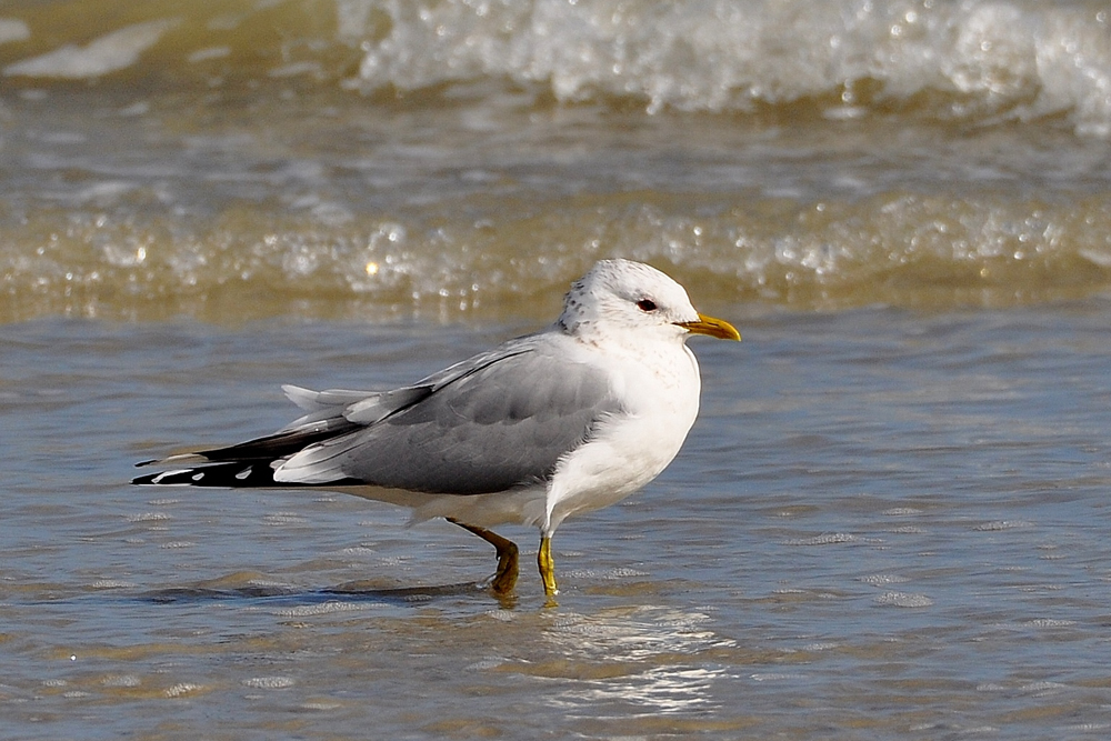 Common Gull by Alan Gicquel