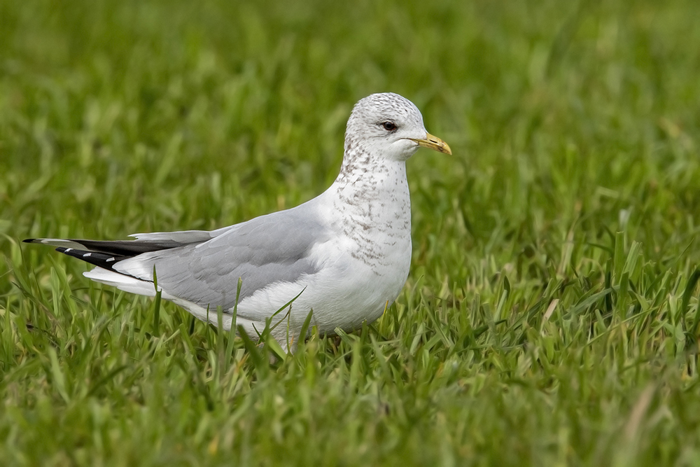 Common Gull by Romano da Costa