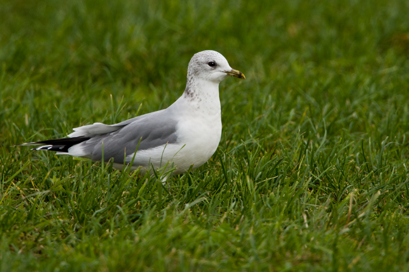 Common Gull by Romano da Costa