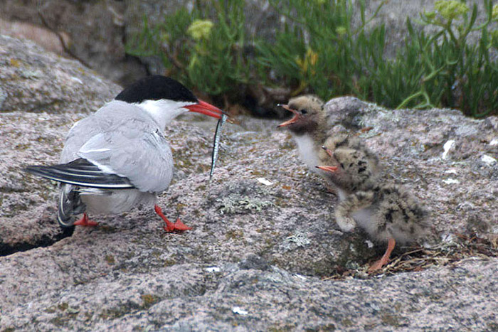 Common Tern by Nick Jouault