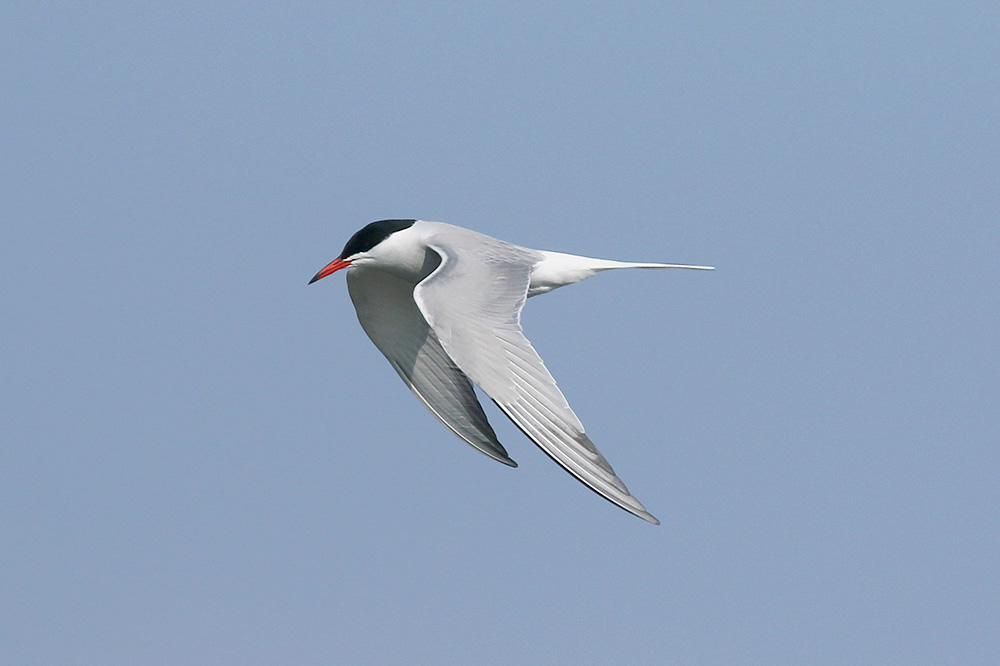 Common Tern by Mick Dryden