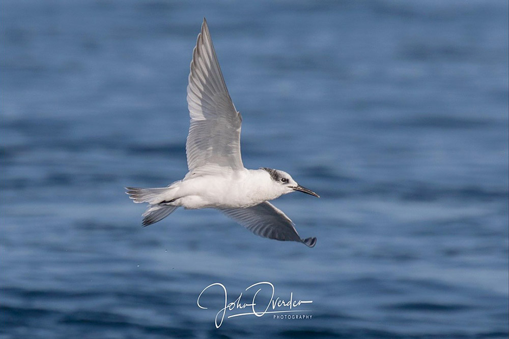 Common Tern by John Ovenden