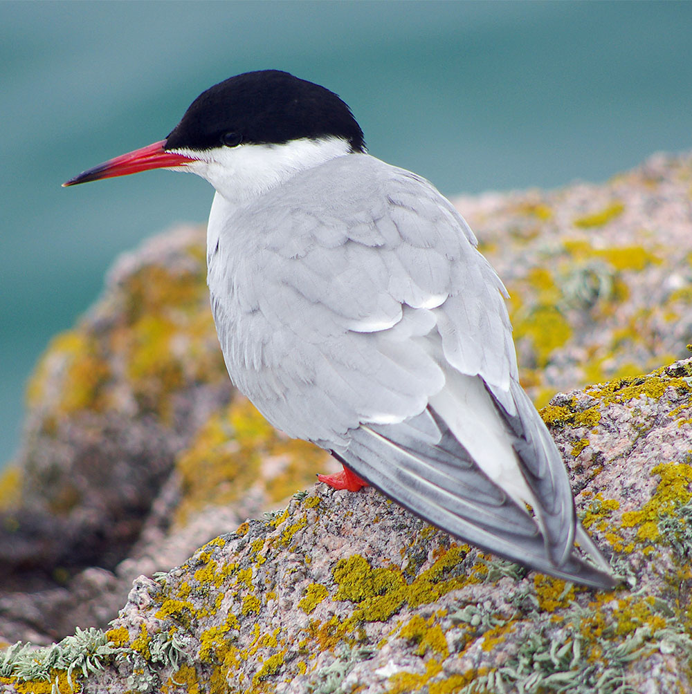 Common Tern by Nick Jouault