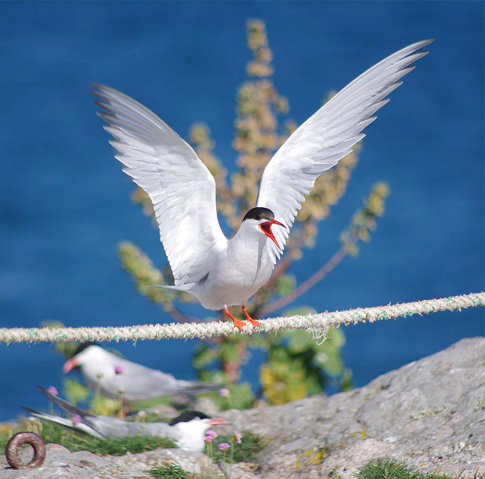 Common Tern by Nick Jouault