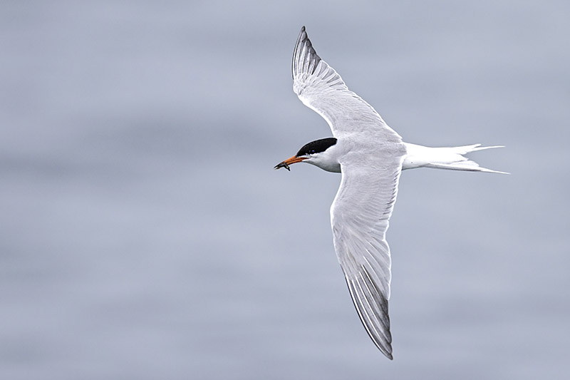 Common Tern by Romano da Costa