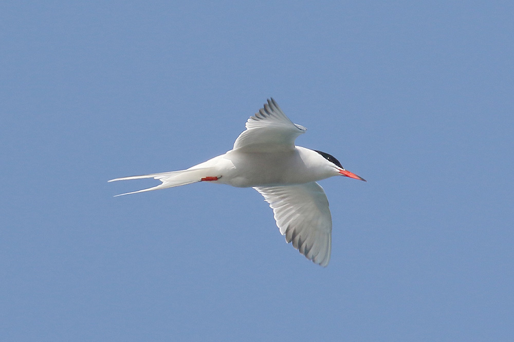 Common Tern by Mick Dryden