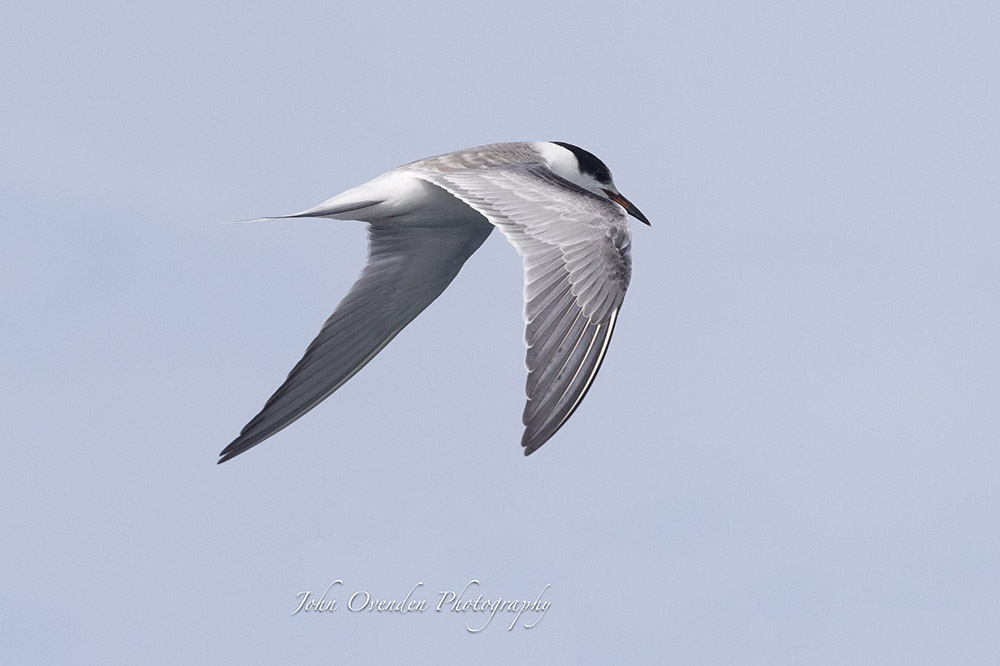 Common Tern by John Ovenden