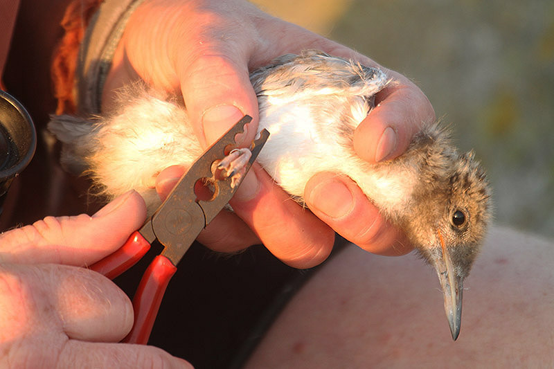 Common Tern by MIck Dryden